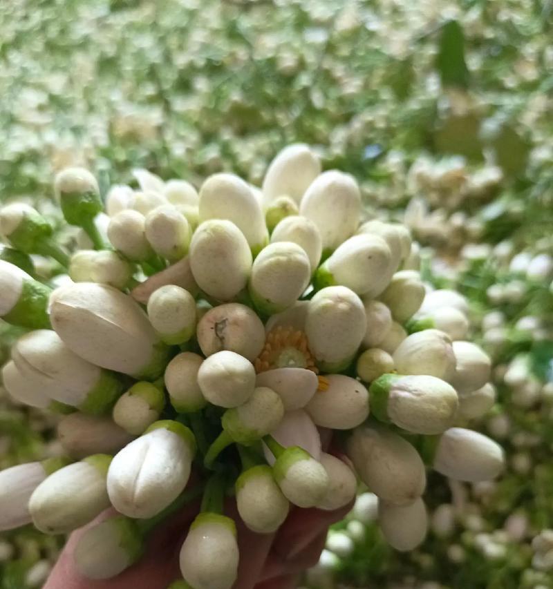 柚子花的寓意是什么？柚子花的花语有哪些？