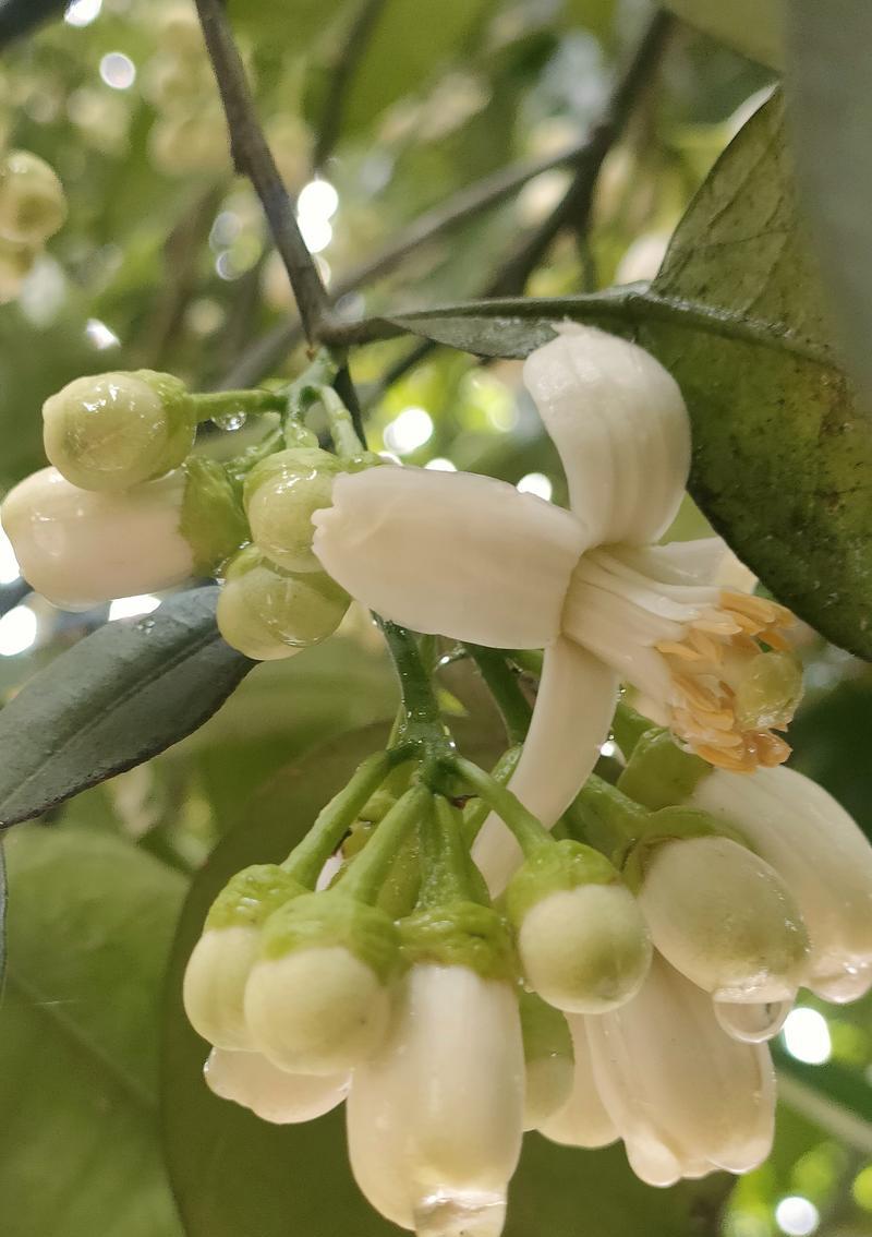 柚子花的寓意是什么？柚子花的花语有哪些？