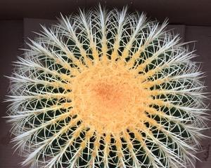 金虎仙人球盆栽的种植方法是什么？
