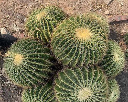 金虎仙人球盆栽的种植方法是什么？