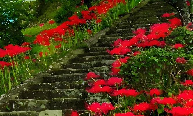 鲁莽的花的花语是什么意思？地莲的花语又是什么？