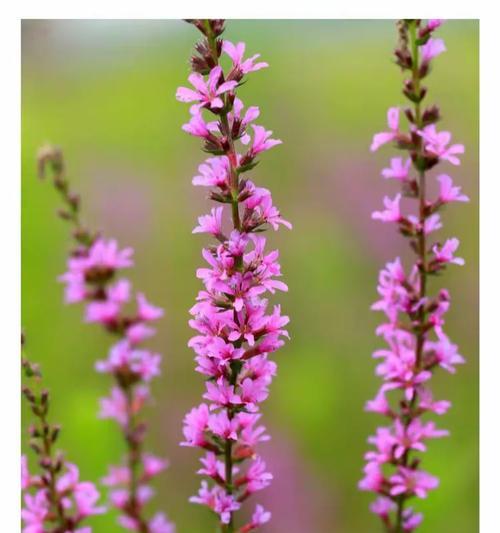鲁莽的花的花语是什么意思？地莲的花语又是什么？