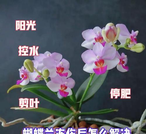 君子兰叶子冻伤后如何处理？