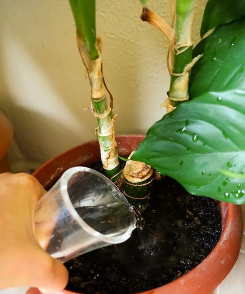 君子兰带瓷盆种植好吗？如何正确养护？