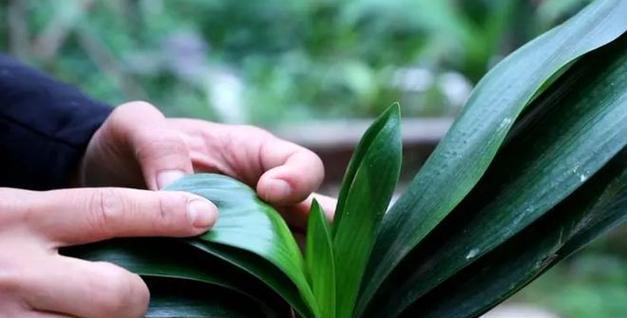 君子兰带瓷盆种植好吗？如何正确养护？