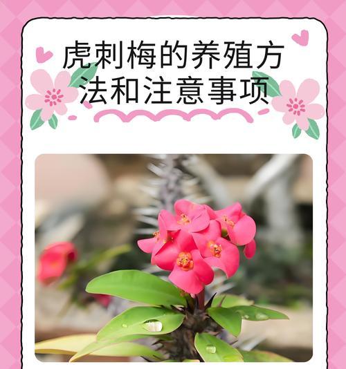 老虎的寓意与生肖和花语有何联系？