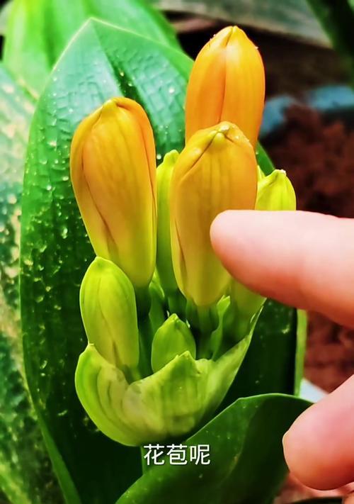 君子兰频繁出新芽怎么办？
