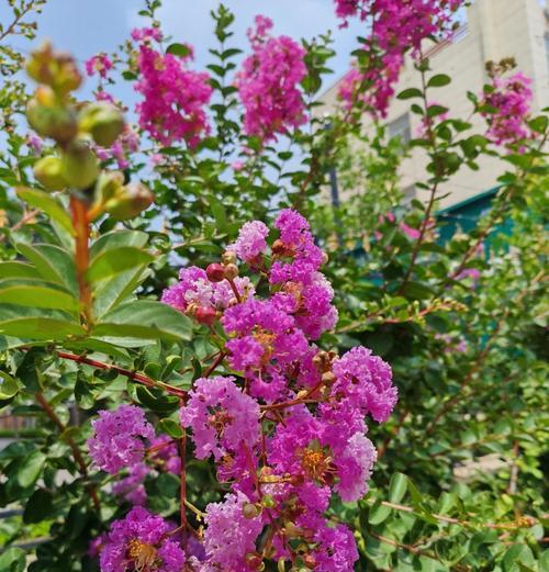 夏天植物代表花语有哪些？它们各自代表什么？