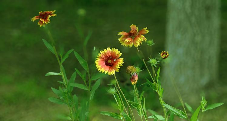 夏天植物代表花语有哪些？它们各自代表什么？