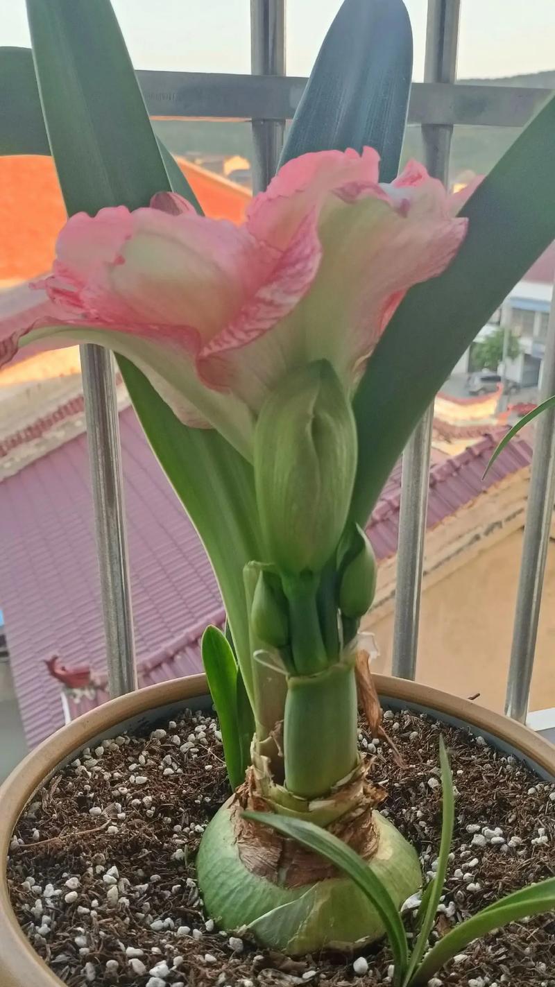 哪种花的花语代表着渴望被爱？渴望被爱的花语有哪些？