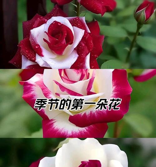 哪种花的花语代表着渴望被爱？渴望被爱的花语有哪些？