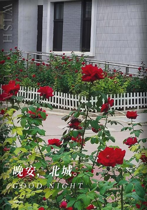 代表城市的花语有哪些？
