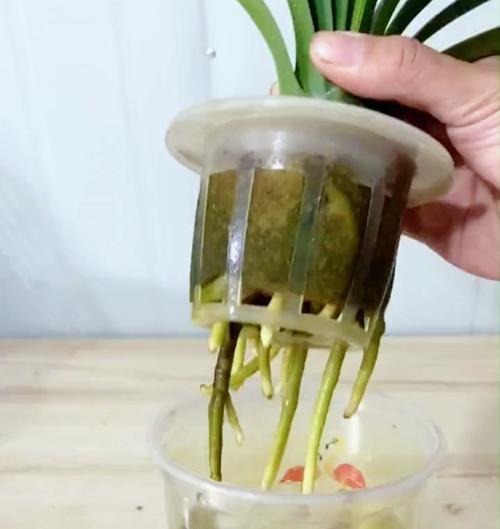 水培君子兰缺少海绵条时替代品是什么？