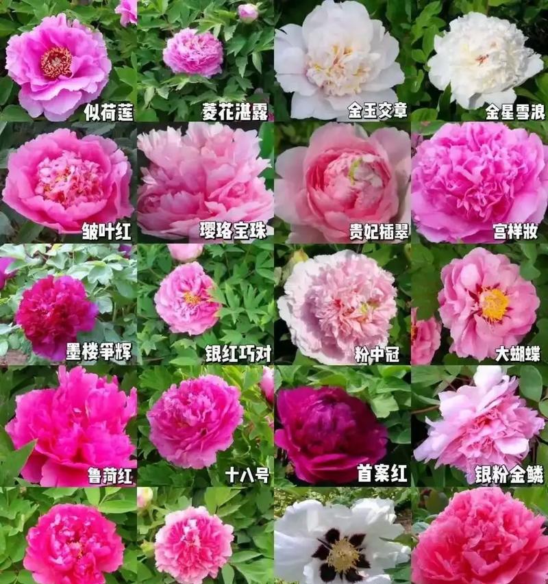 家门口的牡丹花如何保养？