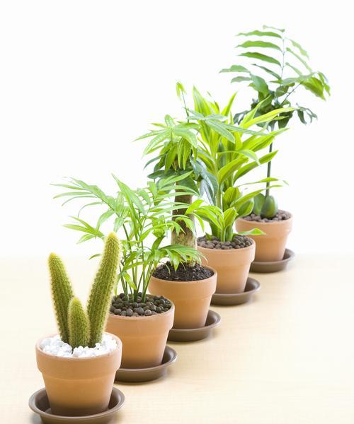 玫瑰花藤蔓爬墙植物的养护要点是什么？如何促进其生长？