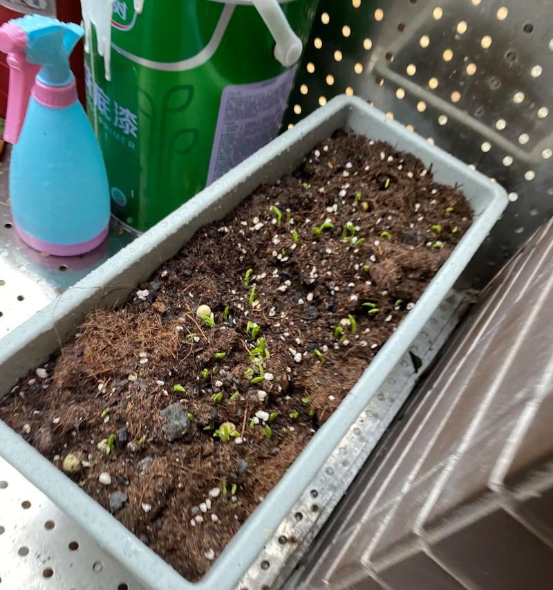 弯豆尖这种植物的花语是什么？