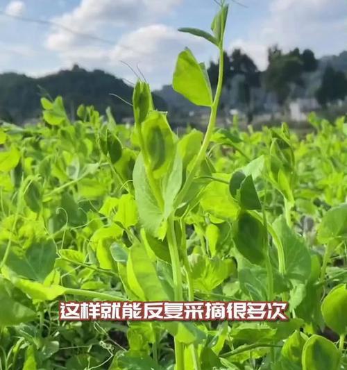 弯豆尖这种植物的花语是什么？