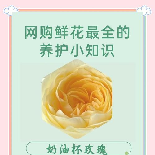 大朵真玫瑰花的养护要点是什么？