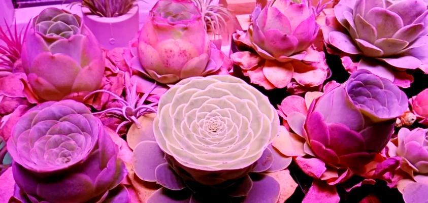 大朵真玫瑰花的养护要点是什么？