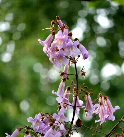 梧桐花的花语是什么？它在传统中有哪些寓意？