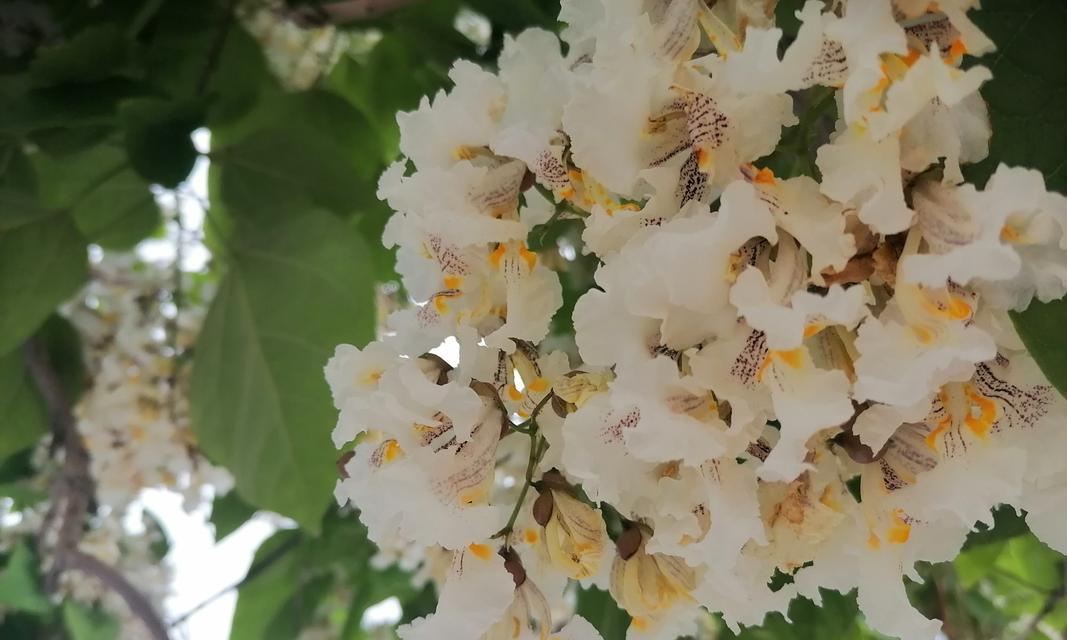 梧桐花的花语是什么？它在传统中有哪些寓意？