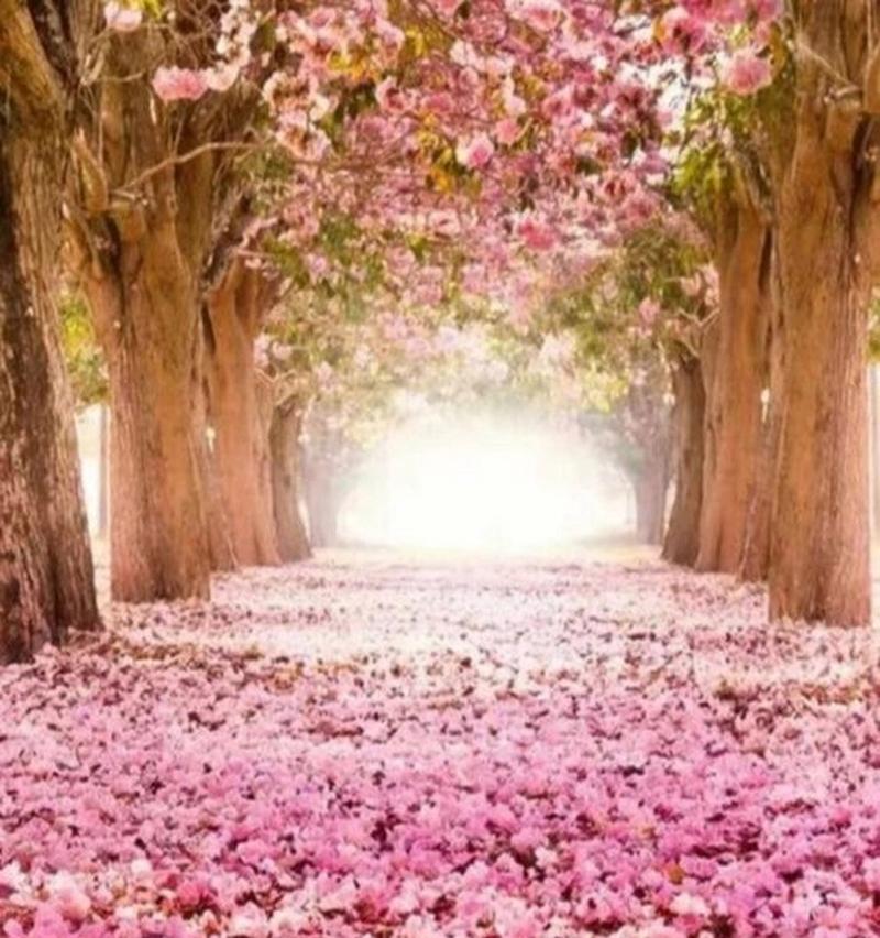 梧桐花的花语是什么？它在传统中有哪些寓意？