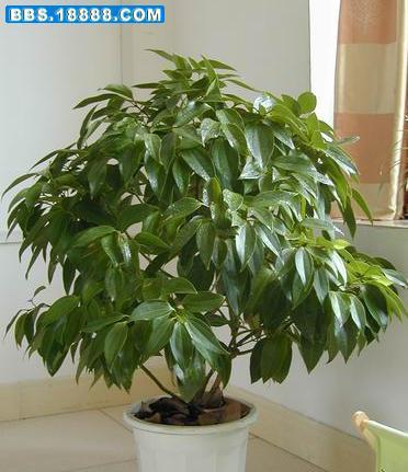 玫瑰花平安树的养护方法是什么？