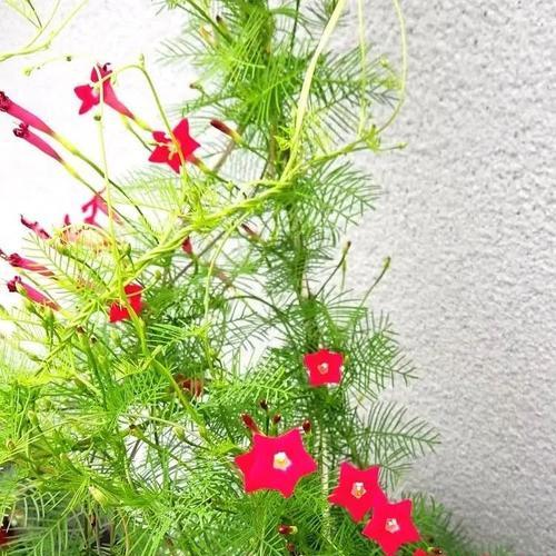 星形花朵的花语和寓意是什么？