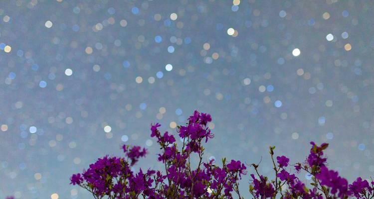 星形花朵的花语和寓意是什么？
