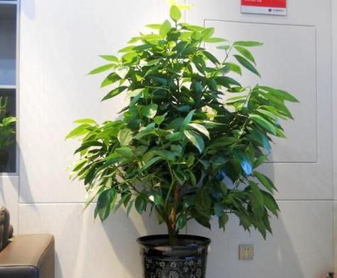 玫瑰花平安树的养护方法是什么？