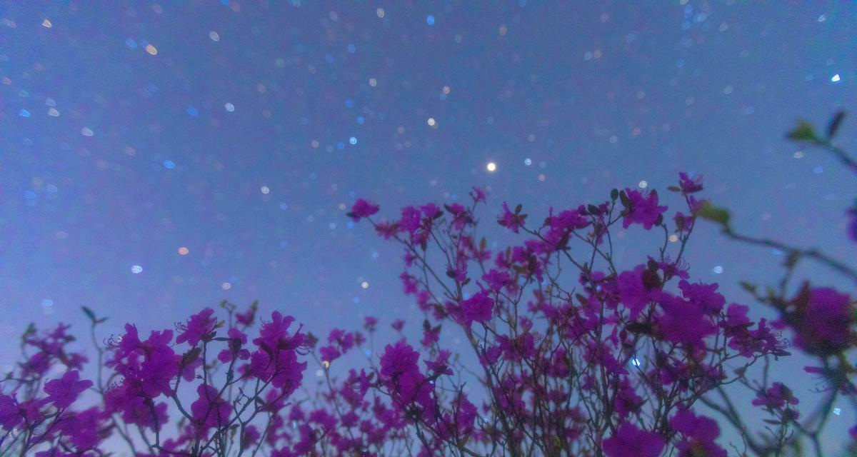 星形花朵的花语和寓意是什么？