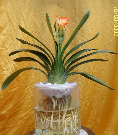 牡丹花水培好养活吗怎么养？君子兰为啥开花难看呢怎么回事？