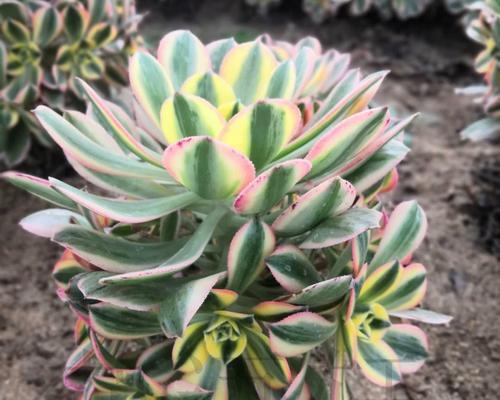 盆栽法师的花语和寓意是什么？