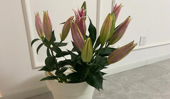盆栽法师的花语和寓意是什么？