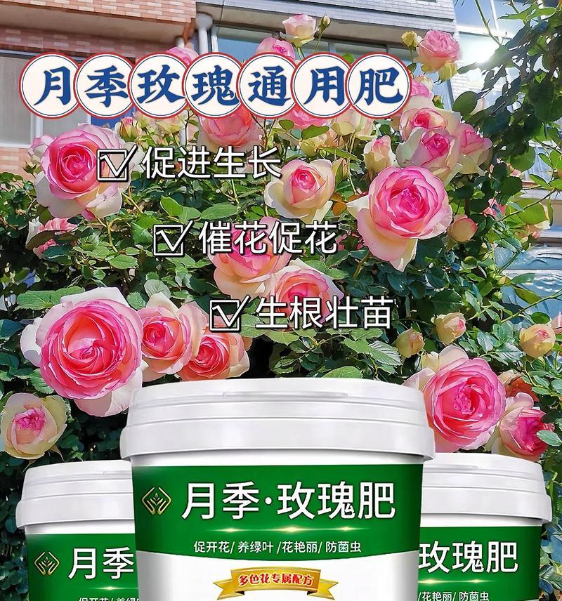 冬季月季玫瑰花施肥的最佳时机和方法？