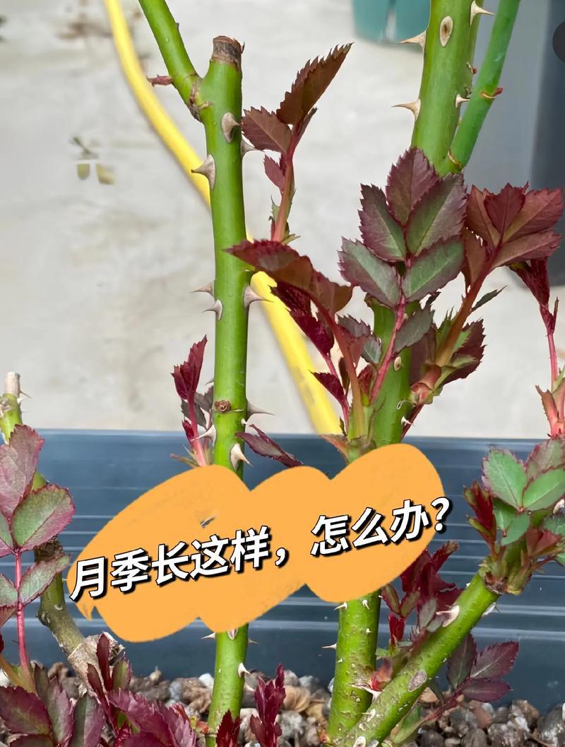 冬季月季玫瑰花施肥的最佳时机和方法？