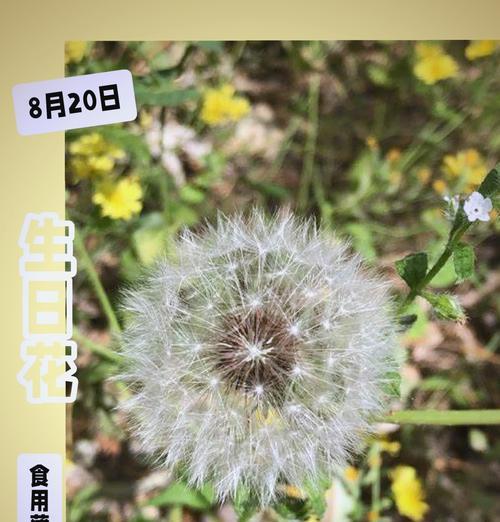 7月生日花语是什么？7月出生的人适合哪种花？
