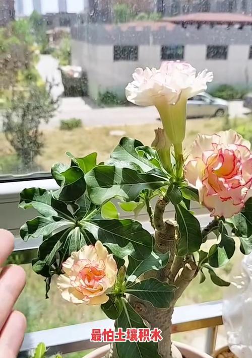 玫瑰花施肥的正确方法是什么？