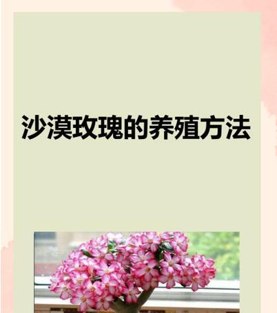 玫瑰花施肥的正确方法是什么？