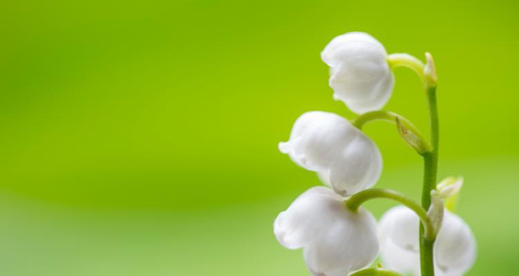 白鹤兰的花语和寓意有何特别之处？