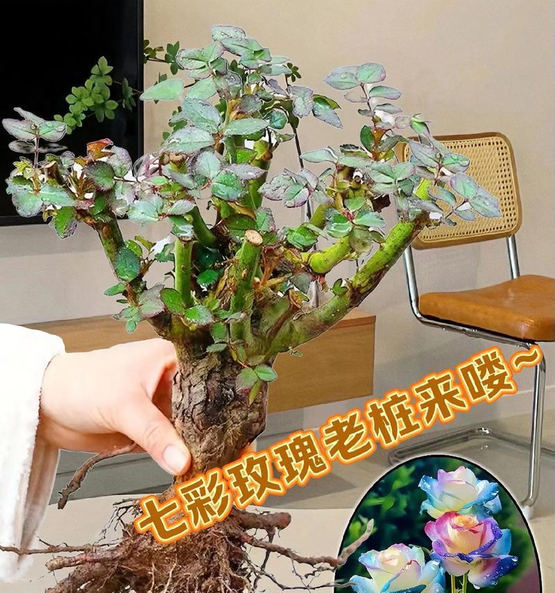 大老桩玫瑰花的修剪技巧是什么？