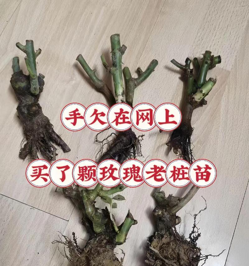 大老桩玫瑰花的修剪技巧是什么？