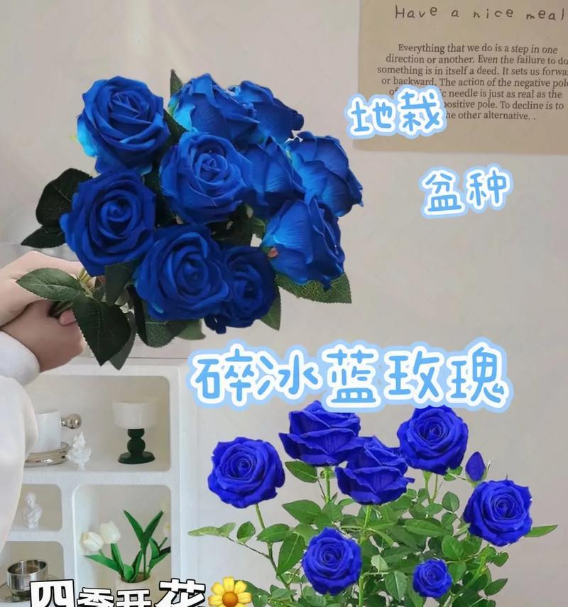 玫瑰与蓝玫瑰的花语有何不同？它们各自代表什么？