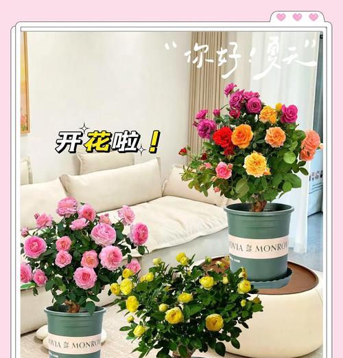 大老桩玫瑰花的修剪技巧是什么？
