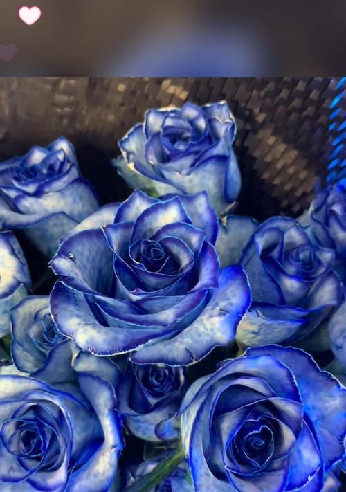 玫瑰与蓝玫瑰的花语有何不同？它们各自代表什么？