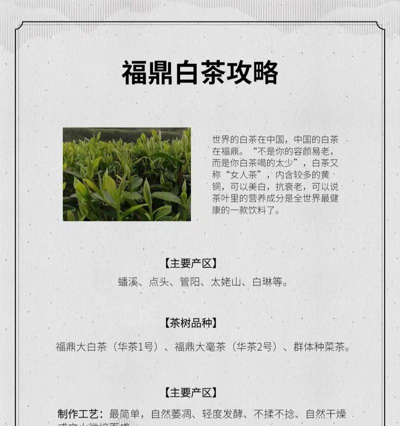 白山茶的花语含义是什么？它在文化中代表什么？