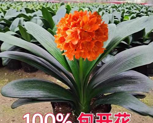 精品君子兰带花苞大棵的养护技巧是什么？