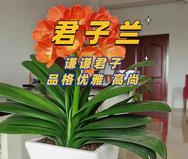 君子兰种植前需要做哪些准备工作？种植君子兰的正确步骤是什么？