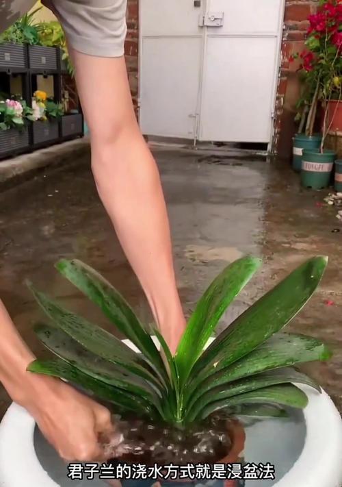 君子兰种植前需要做哪些准备工作？种植君子兰的正确步骤是什么？
