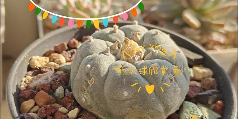 提鲜鱼仙人球的养护要点有哪些？如何养好提鲜鱼仙人球？